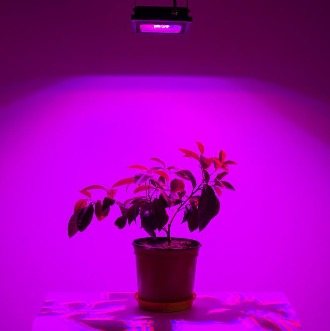 Что нужно знать про фитолампы