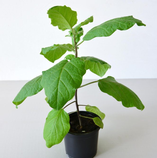 Выращиваем рассаду баклажанов