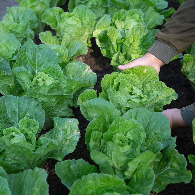 Десять правил выращивания капустной рассады