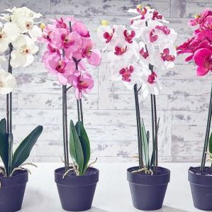 Почему опадают бутоны у орхидей