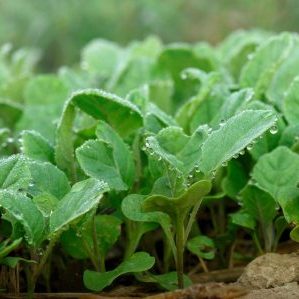 Особенности ухода и выращивания белокочанной капусты