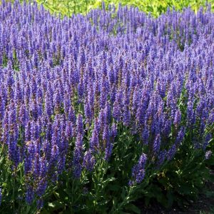 Черноголовник, шалфей и эстрагон