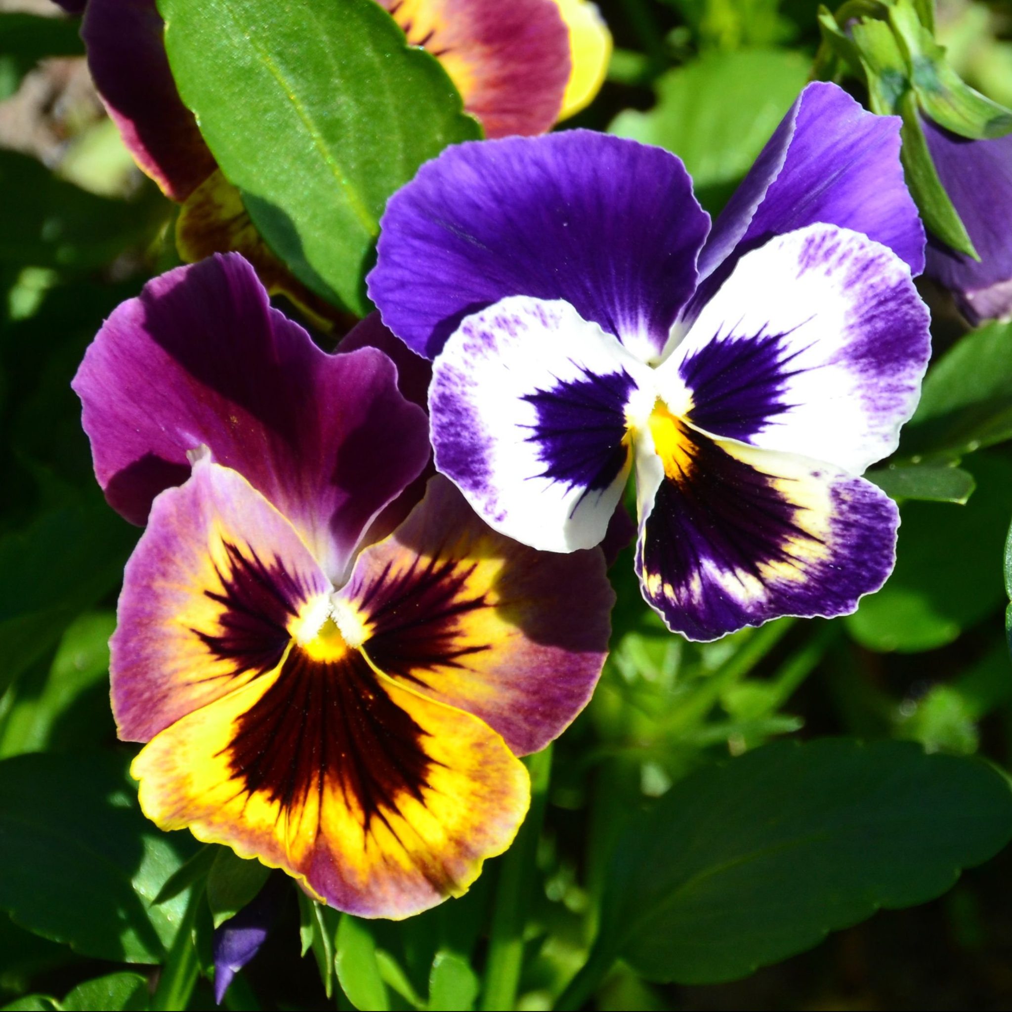 Цветок виола фото и описание