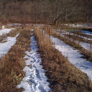 Мартовские хлопоты в огороде