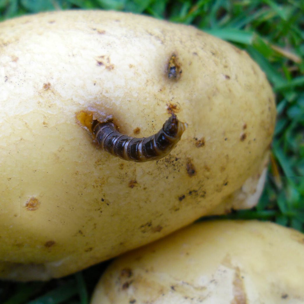 Личинка жука щелкуна. Земляные мухи в комнатных растениях. Червяк проволочник. Как вывести проволочника с картофельного поля. Личинка проволочника.