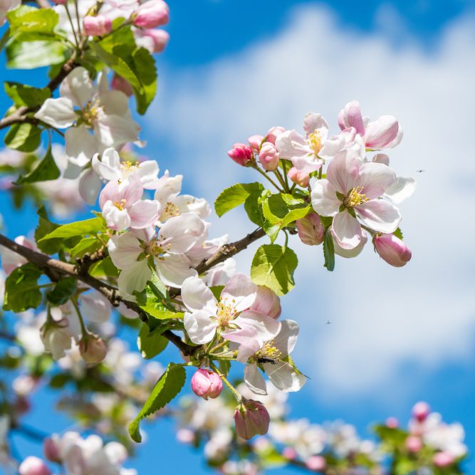Защищаем плодовый сад от болезней без химии