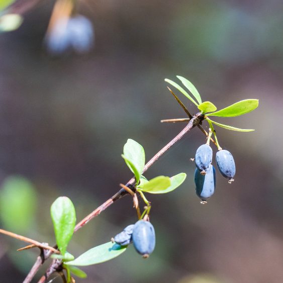 Жимолость — это первые ягоды в саду