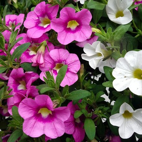 Царица сада — петуния