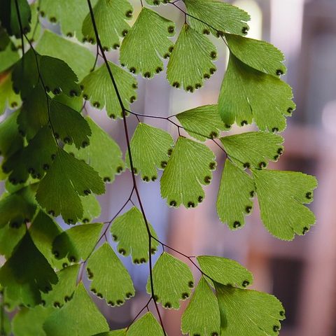 Адиантум (Венерин волос)