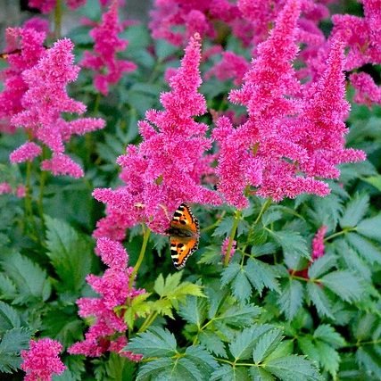 Воздушная астильба