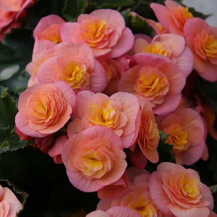 Бегония в саду: выращивание и уход