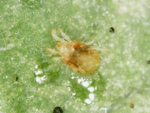 Паутинный клещ