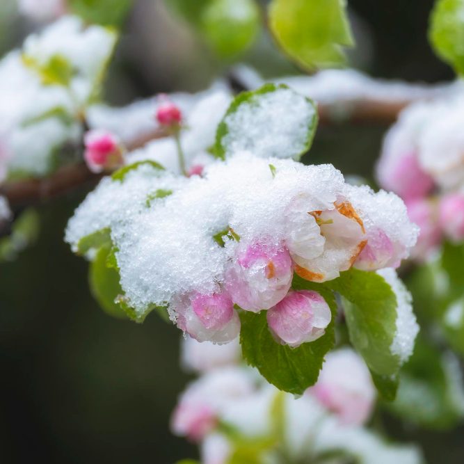Профилактика и лечение неинфекционных болезней растений