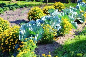 Цветочный огород