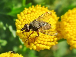 Мухи-тахины