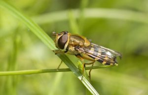 Сирф перевязанный