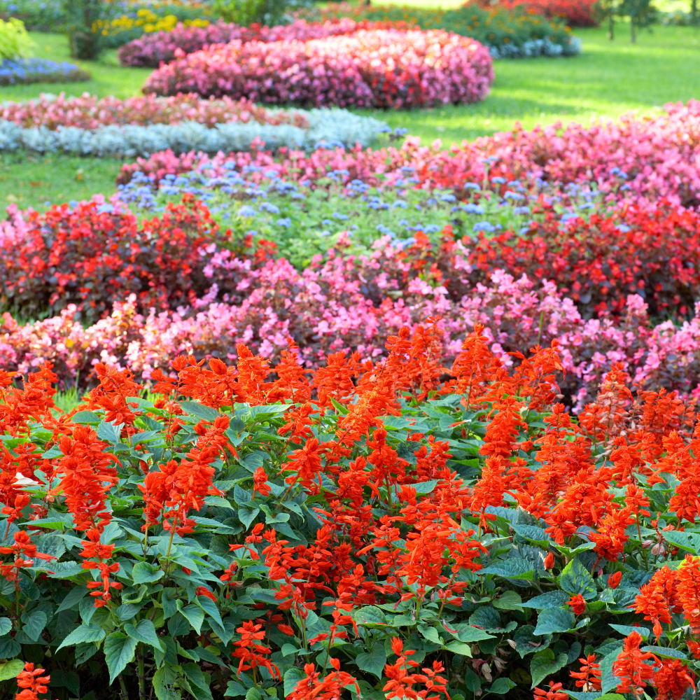 Цветы для ландшафтных цветников