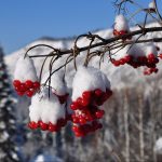 калина зимой