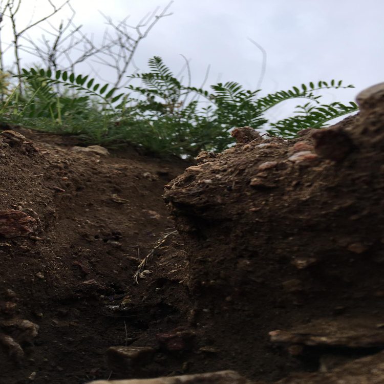 Территориальная классификация почв: болотистые и бурые почвы