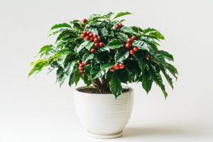 Кофейное дерево