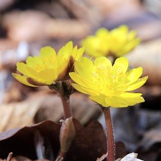 Адонис амурский