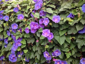 Ipomoea