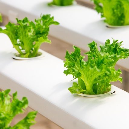 Гидропоника в домашних условиях и в теплице