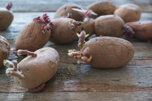 картофель