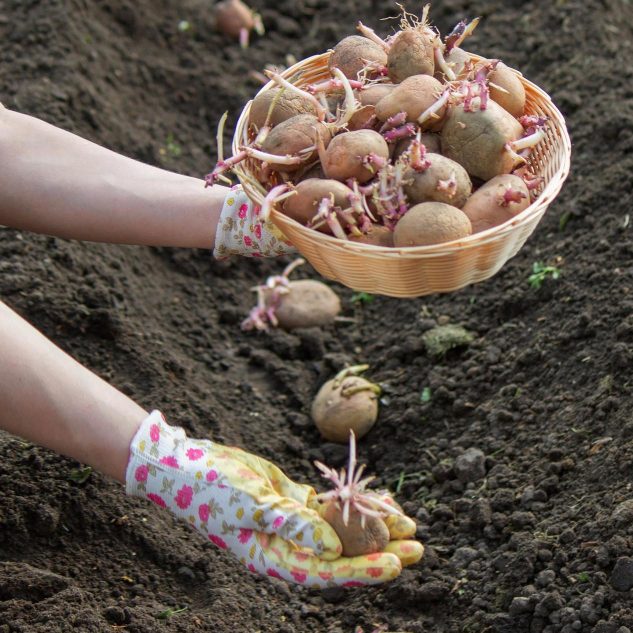 Способы посадки картофеля