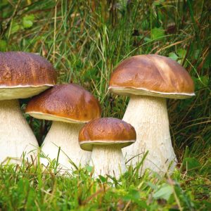 Какие грибы растут на пнях?