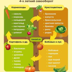севооборот4