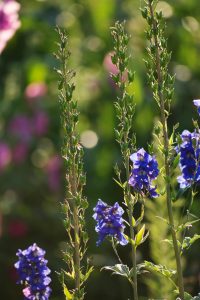 дельфиниум