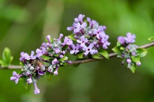 Буддлея очереднолистная