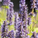 Agastache "Black Adder" with bees in full bloom