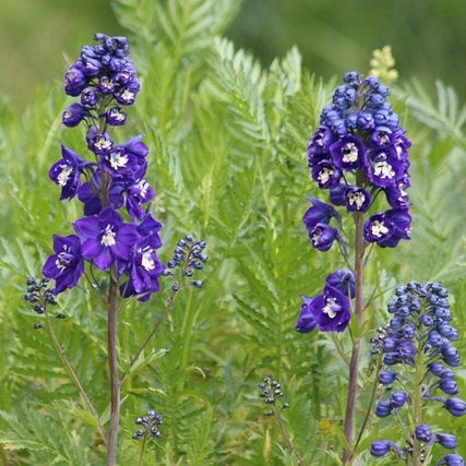 Дельфиниум