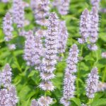 Agastache Blue Fortune.