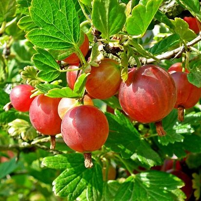 Размножение крыжовника