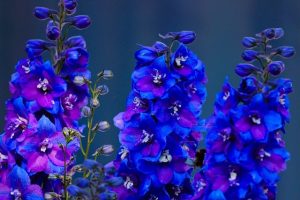 дельфиниум