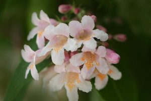 Кольквиция