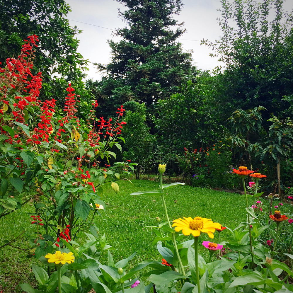 10 советов для быстрого создания сада