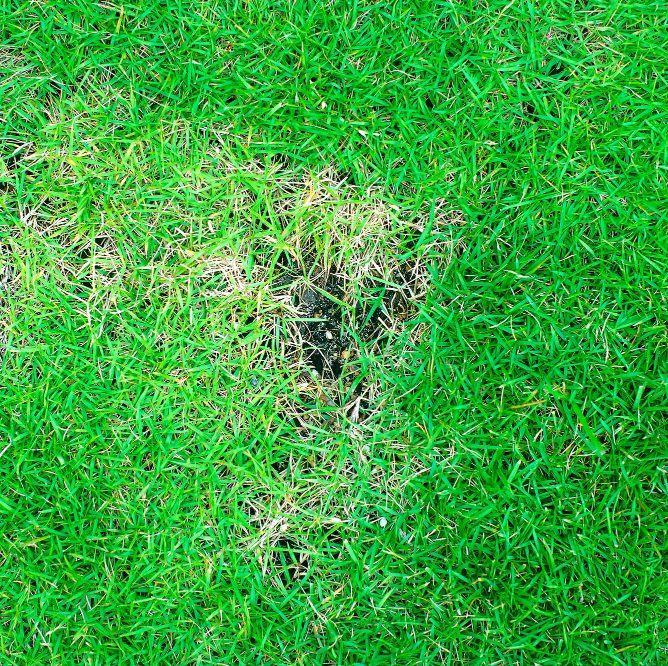 Откуда дыры в газоне и как от них избавиться