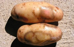 картофель