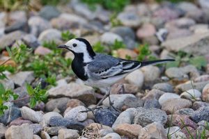 Белая трясогузка