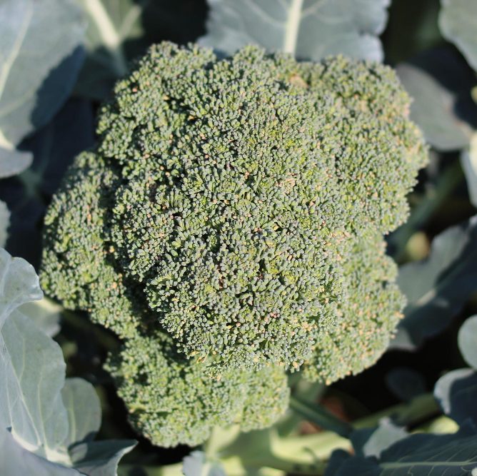 Брокколи: выращивание и защита от болезней