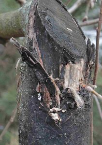 Болезни яблони