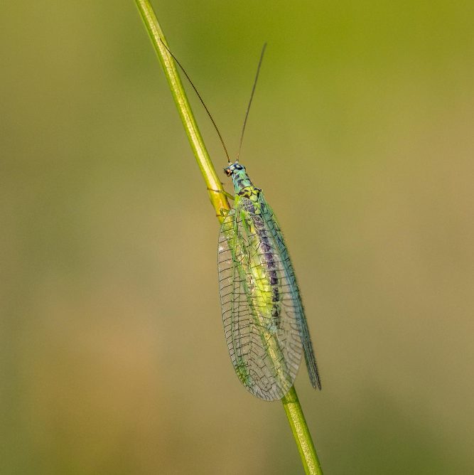 Как привлечь в сад полезных насекомых