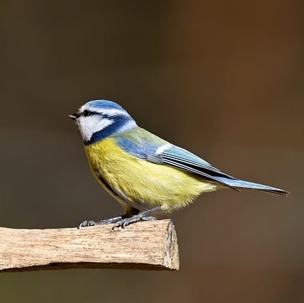 Обыкновенная лазоревка