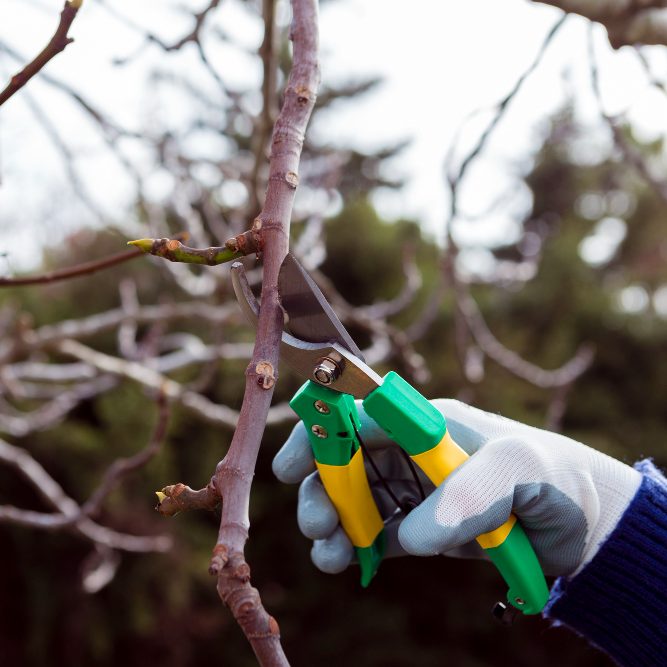 Обрезка фруктовых деревьев