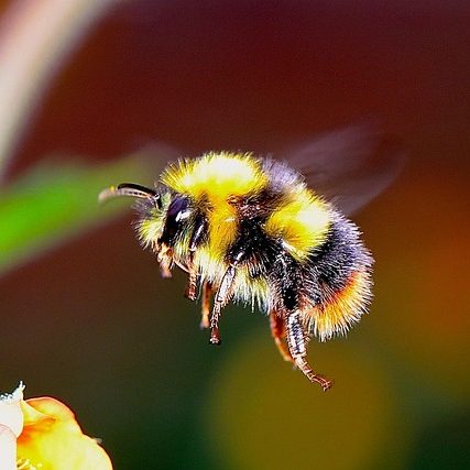 Интересные факты о шмелях