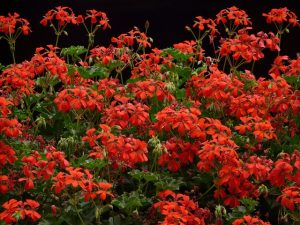 Герань